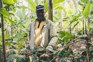 5 regions where Rwandan Coffee is cultivated